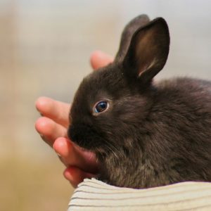 Rabbit Healing Mauritius